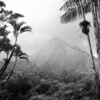 Papier Peint Panoramique Jungle Forêt Noir et Blanc 2