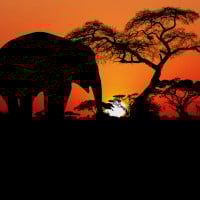 Papier Peint Panoramique Savane Couché de Soleil Elephant