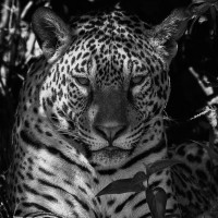 Papier Peint Panoramique Leopard