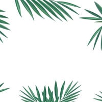Papier Peint Panoramique Feuilles Palmier
