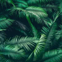 Papier Peint Panoramique Feuilles de Palmier 3