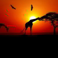 Papier Peint Panoramique Savane Couché de Soleil Girafes