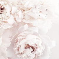 Papier Peint Panoramique Pivoine