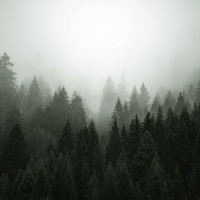 Papier Peint Panoramique Foret Brumeuse 3