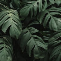 Papier peint Panoramique Feuilles tropicales