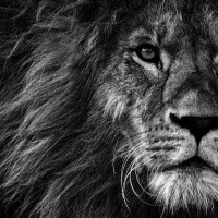 Papier Peint Panoramique Lion Nature
