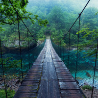 Papier Peint Panoramique Pont Jungle