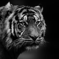 Papier Peint Panoramique Tigre