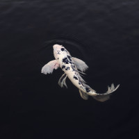 Papier Peint Panoramique Poisson Carpe Koï