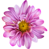 Autocollants Fleur Rose 2