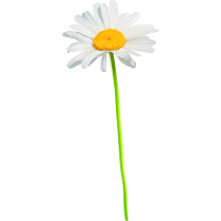 Autocollants Fleur Marguerite