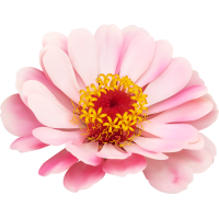 Autocollants Fleur Rose Pâle