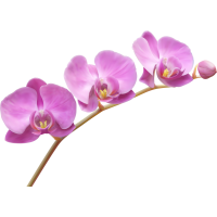 Autocollants Fleur Violette