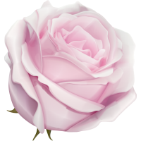 Autocollants Fleur Rose Rose