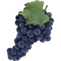 Autocollant Alimentation Fruit Raisins 3