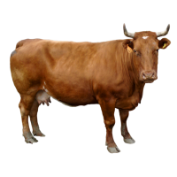 Autocollant Animaux Ferme Vache 1