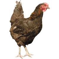 Autocollant Animaux Ferme Poule 1