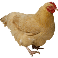 Autocollant Animaux Ferme Poule 2