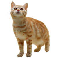 Autocollant Animaux Domestique Chat 1