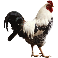 Autocollant Animaux Ferme Coq 1