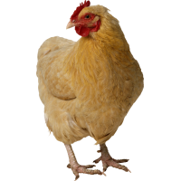 Autocollant Animaux Ferme Poule 4