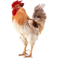 Autocollant Animaux Ferme Coq 2