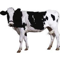 Autocollant Animaux Ferme Vache 2