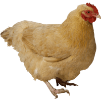 Autocollant Animaux Ferme Poule 7