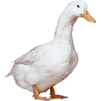 Autocollant Animaux Ferme Canard 2