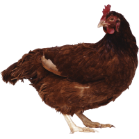 Autocollant Animaux Ferme Poule 7 1