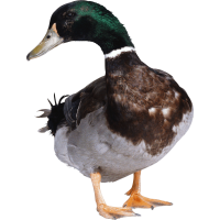 Autocollant Animaux Ferme Canard 4