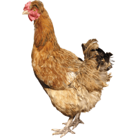 Autocollant Animaux Ferme Poule 8