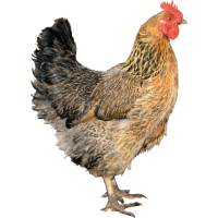 Autocollant Animaux Ferme Poule 9