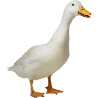 Autocollant Animaux Ferme Canard 5