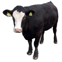 Autocollant Animaux Ferme Vache 3