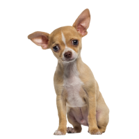 Autocollant Animaux Domestique Chien Chihuahua 1