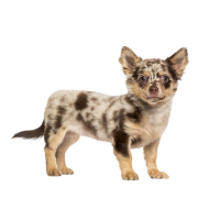 Autocollant Animaux Domestique Chien Chihuahua 2