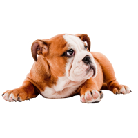 Autocollant Animaux Domestique Chien Bouledogue 1