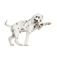 Autocollant Animaux Domestique Chien Dalmatien 1