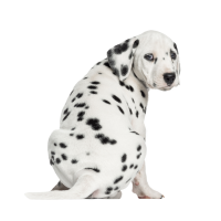 Autocollant Animaux Domestique Chien Dalmatien 2