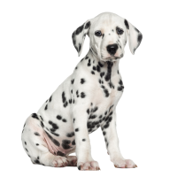 Autocollant Animaux Domestique Chien Dalmatien 3