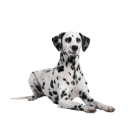 Autocollant Animaux Domestique Chien Dalmatien 4