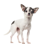Autocollant Animaux Domestique Chien Chihuahua 3