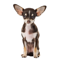 Autocollant Animaux Domestique Chien Chihuahua 5