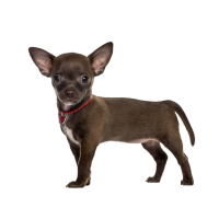 Autocollant Animaux Domestique Chien Chihuahua 6