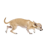 Autocollant Animaux Domestique Chien Chihuahua 7