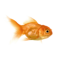 Autocollant Animaux Domestique Poisson 1