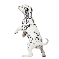 Autocollant Animaux Domestique Chien Dalmatien 5