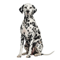 Autocollant Animaux Domestique Chien Dalmatien 7