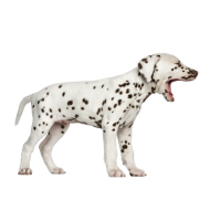 Autocollant Animaux Domestique Chien Dalmatien 8